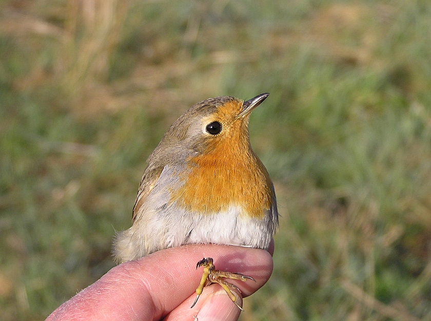 European Robin, Sundre 20050510